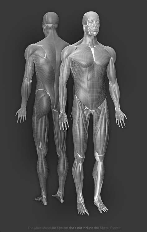 3D Male Systems .